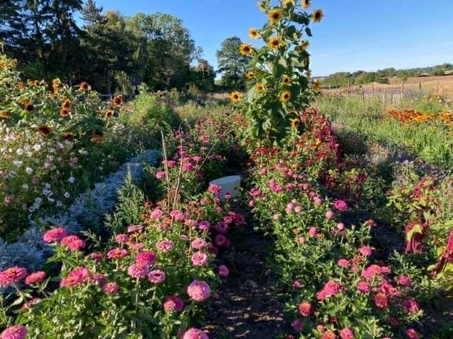 Inspiration til skærehave